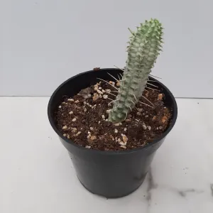 4" euphorbia mammillari